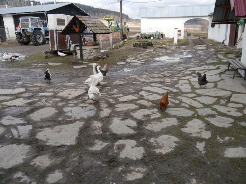Pod Kasztanem Gospodarstwo Agroturystyczne Stronie Slaskie Exterior photo